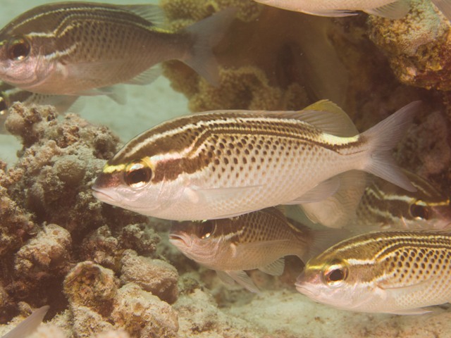 Scolopsis ghanam